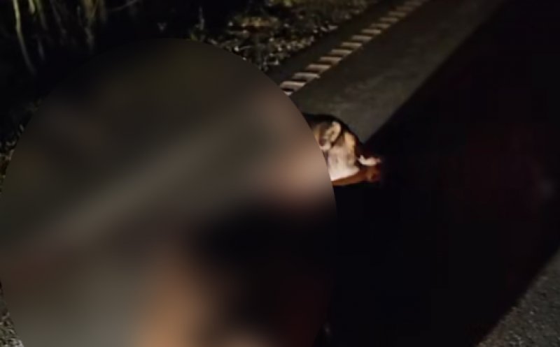 Căprioară lăsată să agonizeze pe marginea drumului într-o baltă de sânge / Polițist: “Nu discut cu nimeni, nu sunt Moș Crăciun”