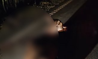 Căprioară lăsată să agonizeze pe marginea drumului într-o baltă de sânge / Polițist: “Nu discut cu nimeni, nu sunt Moș Crăciun”