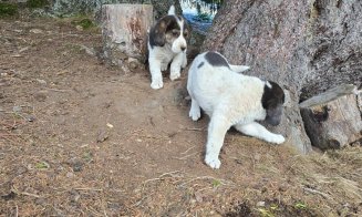 Doi cățeluși abandonați pe un traseu din Vlădeasa, recuperați de salvamontiștii clujeni. Apel către comunitățile din zonă