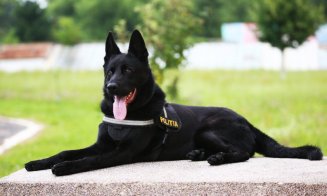 A murit Șuier, unul dintre cei mai cunoscuți câini polițiști din România