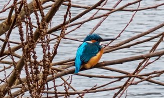 ”O minune a naturii”, pe malul Someșului, în Cluj-Napoca