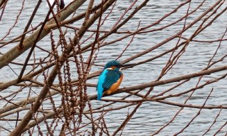 ”O minune a naturii”, pe malul Someșului, în Cluj-Napoca