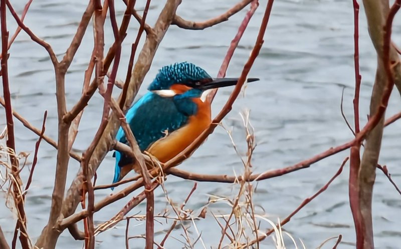 ”O minune a naturii”, pe malul Someșului, în Cluj-Napoca