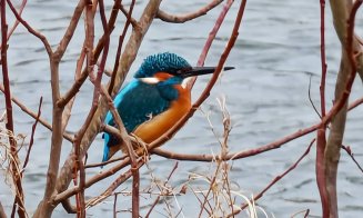 ”O minune a naturii”, pe malul Someșului, în Cluj-Napoca