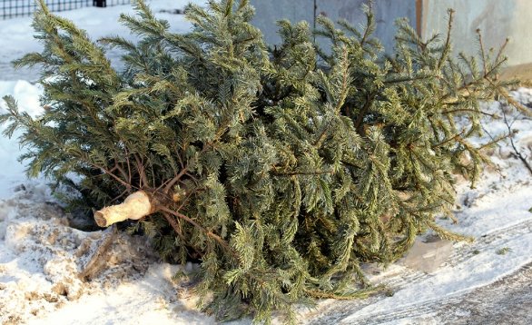 Data până la care brazii de Crăciun sunt ridicaţi gratuit de Primărie