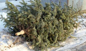 Data până la care brazii de Crăciun sunt ridicaţi gratuit de Primărie