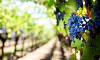 Sprijin de până la un milion de euro pentru fermierii din domeniul strugurilor de masă