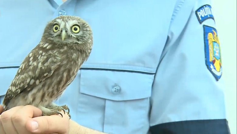 Apel neobișnuit la 112. Autoritățile, chemate să scoată o bufniță dintr-un apartament