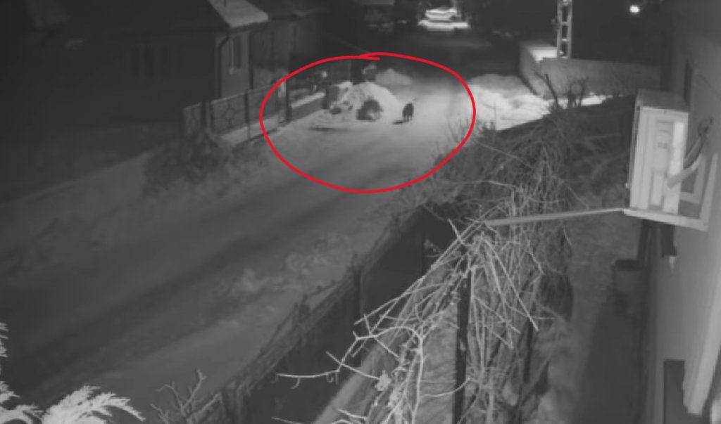 Alertă într-un sat din Cluj: Doi lupi au fost văzuți patrulând ulițele în miez de noapte
