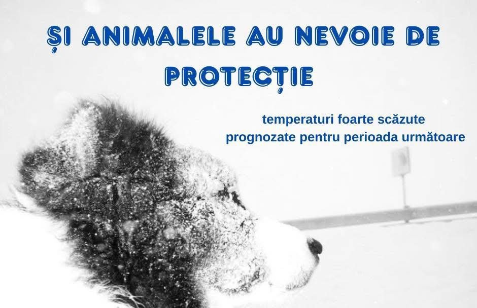 Prefectura Cluj face apel la cetățeni: Animalele au nevoie de protecție în contextul gerului extrem