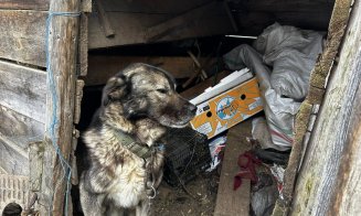 Suflete nevinovate salvate din ger și lanțuri: șase animale au fost salvate datorită comunității și Poliției Beliș, Cluj