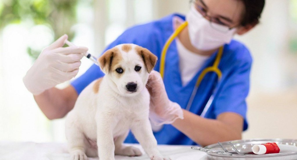 Campanie de vaccinare antirabică a câinilor la Jucu. “Să vă îngrijiți animalele de companie”