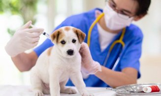 Campanie de vaccinare antirabică a câinilor la Jucu. “Să vă îngrijiți animalele de companie”