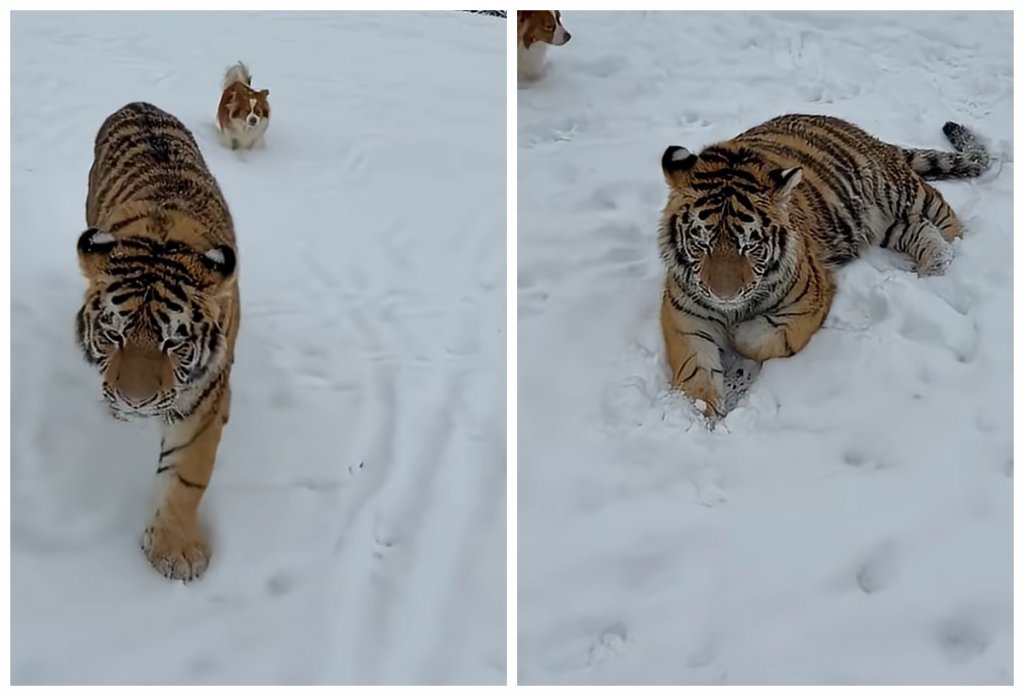 Imagini cu un tigru siberian, filmat într-o menajerie ilegală, i-au alarmat pe polițiști. Ce au constatat și ce măsuri au fost luate