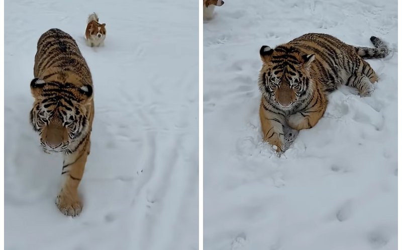 Imagini cu un tigru siberian, filmat într-o menajerie ilegală, i-au alarmat pe polițiști. Ce au constatat și ce măsuri au fost luate