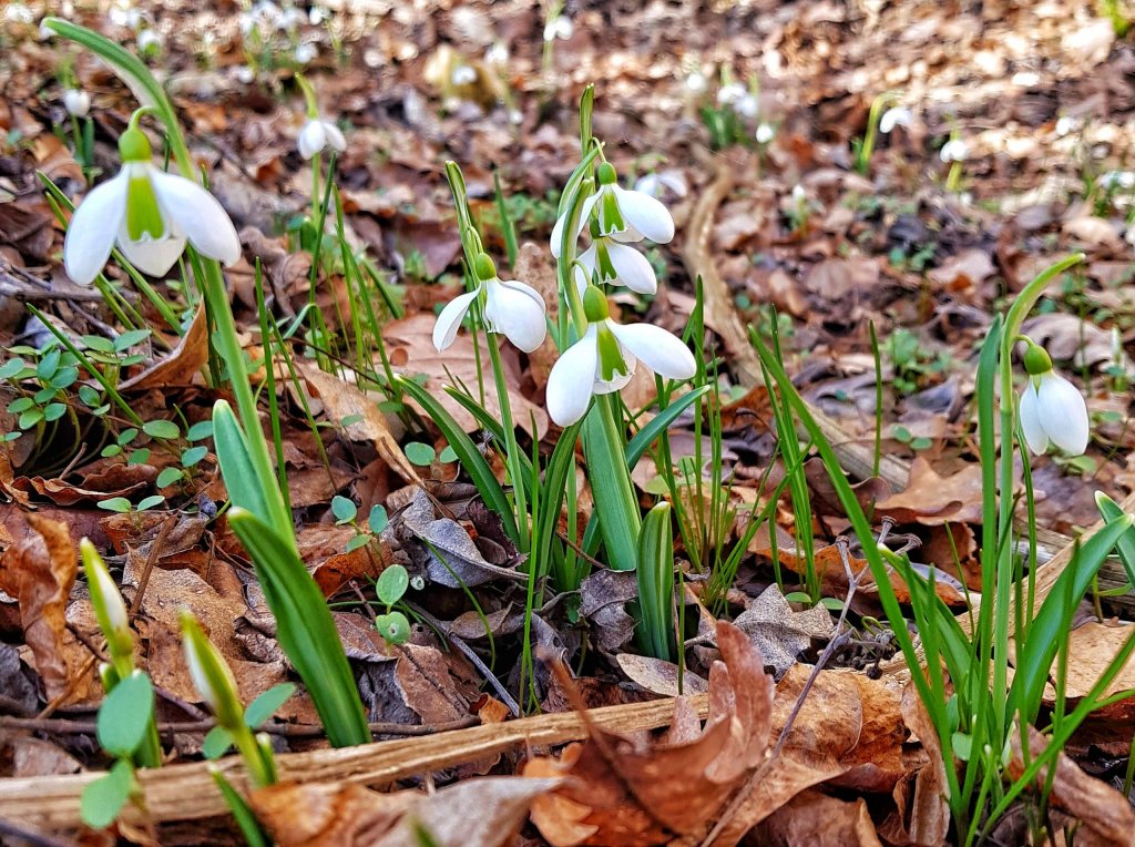 Cum va fi vremea la începutul lunii martie