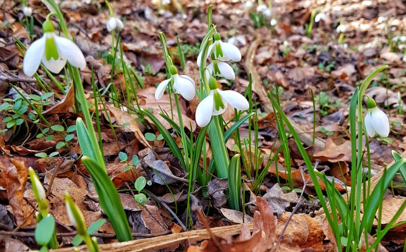 Cum va fi vremea la începutul lunii martie