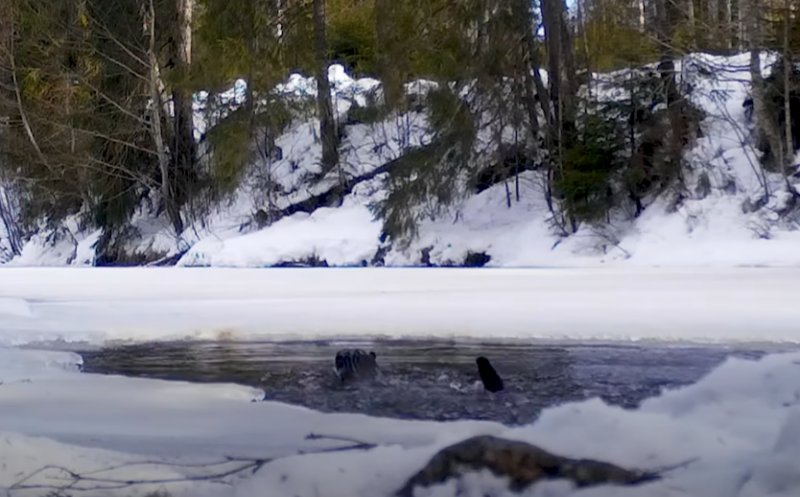 VIDEO inedit: Imagini superbe cu o vidră de râu în Munții Apuseni