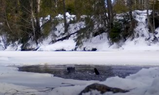 VIDEO inedit: Imagini superbe cu o vidră de râu în Munții Apuseni