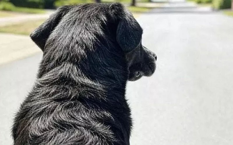 ȘOCANT: Ce a putut face un român din Italia cu cățelușa familiei / Soția: „Aveam o bănuială. Am lăsat telefonul cu camera video pornită...”