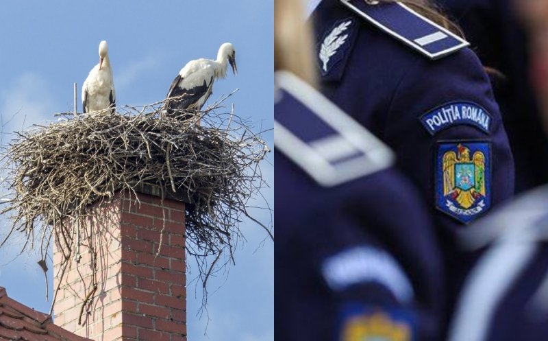 Situație neobișnuită în Cluj: cuibul de barză de pe sediul Poliției ține soba oprită. Agenții se încălzesc la priză până primesc avizele de mediu