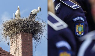 Situație neobișnuită în Cluj: cuibul de barză de pe sediul Poliției ține soba oprită. Agenții stau "la priză" până primesc avizele de mediu