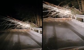 Drum blocat în Cluj. Arbore căzut pe carosabil