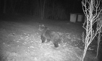 Alertă în Cluj! Un URS de dimensiuni impresionante a fost observat în apropierea unei cabane