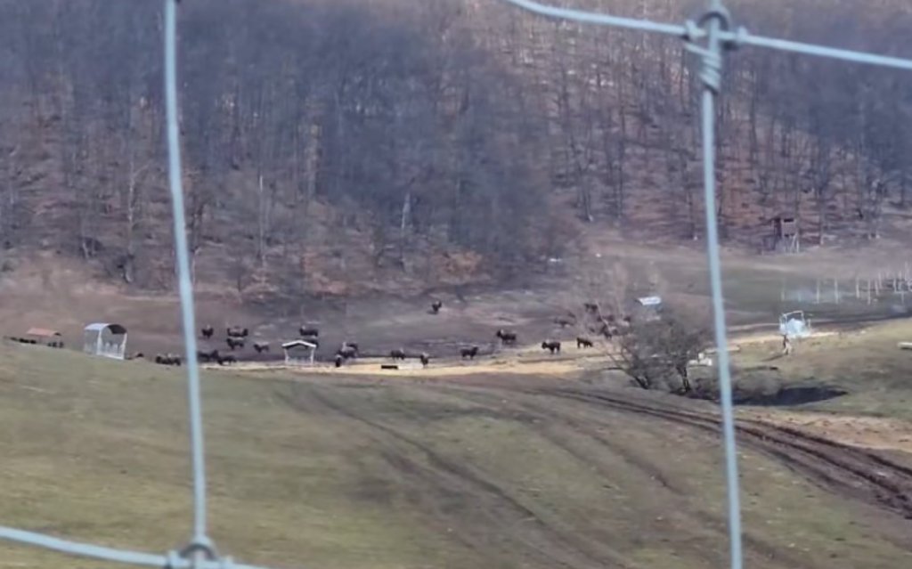 După moartea a peste 200 de animale la ferma groazei, începe lupta pentru supraviețuitori: apel urgent la voluntari la Recea Cristur, Cluj