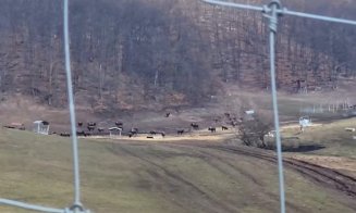 IPJ Cluj se delimitează de fosta conducere a Poliției Animalelor în scandalul „fermei groazei” din Recea-Cristur