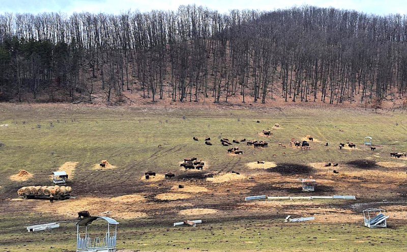 La o săptămână de la descoperirea a sute de animale moarte la Recea Cristur, instituțiile statului ”verifică” de zor / ”Asta s-a întâmplat sub ochii voştri”, transmit cetățenii