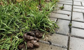 ”Cei care și-au pierdut rahații câinilor, vă rog să îi ridicați de pe trotuar. Că ne împiedicăm de ei zilnic!!!”