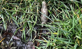 ”Cei care și-au pierdut rahații câinilor, vă rog să îi ridicați de pe trotuar. Că ne împiedicăm de ei zilnic!!!”