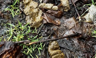 ”Cei care și-au pierdut rahații câinilor, vă rog să îi ridicați de pe trotuar. Că ne împiedicăm de ei zilnic!!!”