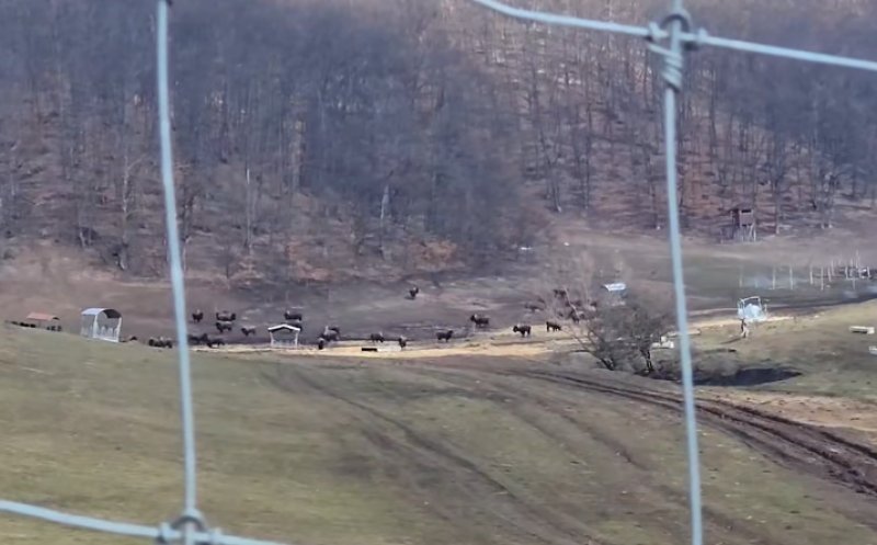 A început îngroparea animalelor moarte de la "ferma groazei" din Recea Cristur, Cluj. Șanț de 3 metri adâncime și 9 metri lungime