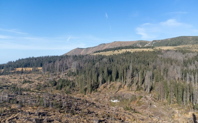 Remus Lăpușan: „Protejarea pădurilor din ariile naturale necesită intervenții rapide și soluții responsabile”