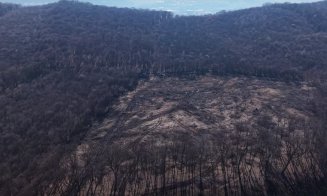 Măcel în Pădurea Hoia-Baciu: 2 hectare de arbori dispăruți peste noapte. Ce spune Garda Forestieră și Prefectura Cluj