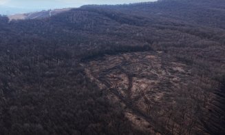 Prefectura Cluj clarifică situația controversată din Pădurea Hoia. Tăierile respectă legea, iar în martie încep măsurile pentru refacerea pădurii