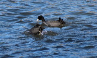 Imagine dezolantă pe Someș, în Cluj-Napoca: 'Arată cât de important e să păstrăm râul curat'