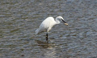 Imagine dezolantă pe Someș, în Cluj-Napoca: 'Arată cât de important e să păstrăm râul curat'