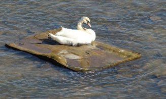 Imagine dezolantă pe Someș, în Cluj-Napoca: 'Arată cât de important e să păstrăm râul curat'