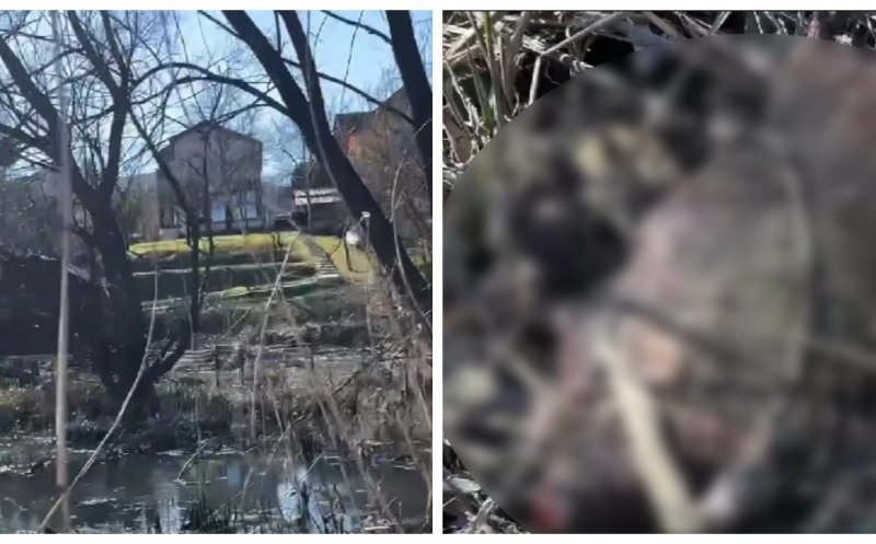 Descoperire tulburătoare în Cluj-Napoca: castor găsit mort în condiții suspecte. „Bănuim o mână criminală”