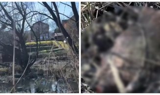 Descoperire tulburătoare în Cluj-Napoca: castor găsit mort în condiții suspecte. „Bănuim o mână criminală”