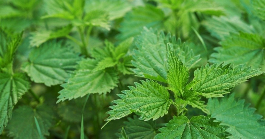 Leacul verde al primăverii: Planta care ajută la detoxifierea organismului și este consumată de mulți români