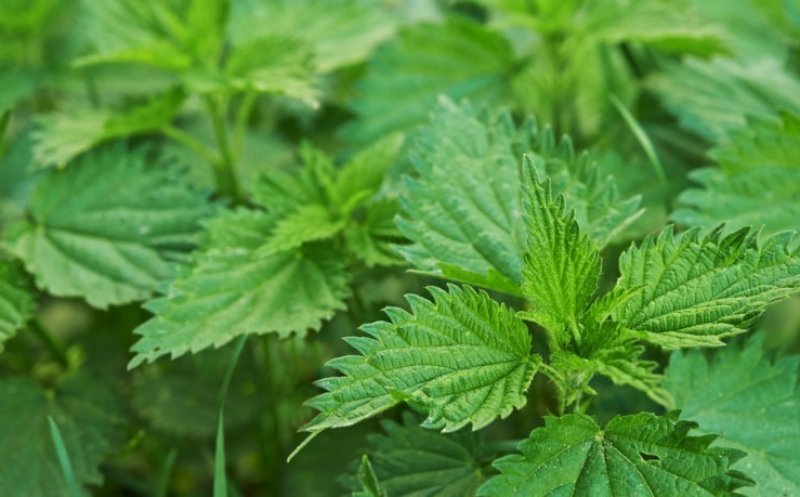 Leacul verde al primăverii: Planta care ajută la detoxifierea organismului și este consumată de mulți români