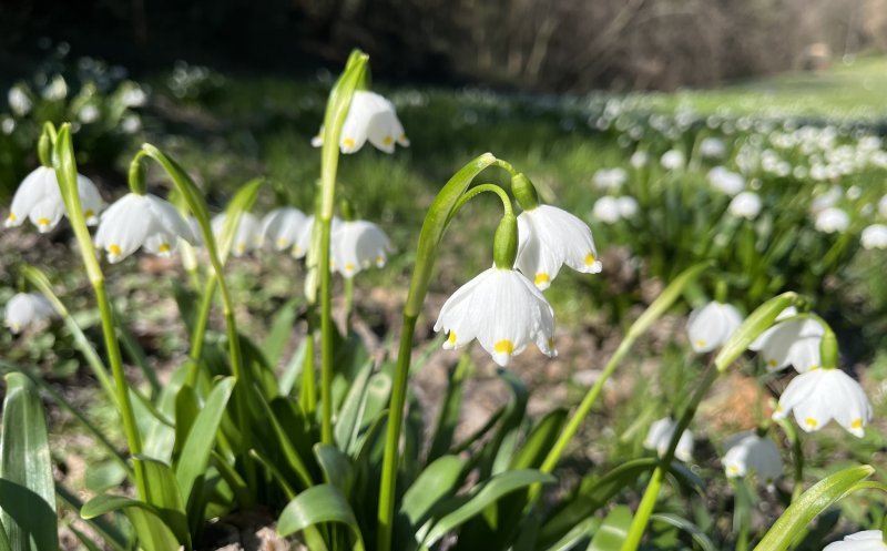 Activitate de weekend: Plimbare într-o zi de primăvară la Grădina Botanică din Cluj-Napoca