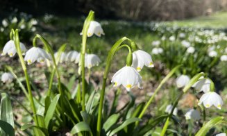 Activitate de weekend: Plimbare într-o zi de primăvară la Grădina Botanică din Cluj-Napoca