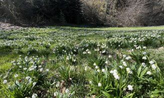 Activitate de weekend: Plimbare într-o zi de primăvară la Grădina Botanică din Cluj-Napoca