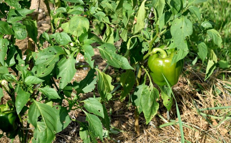 Ghid practic pentru combaterea bolilor fungice la ardei cu Kwizda Agro