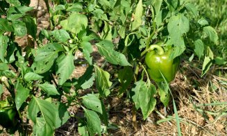 Ghid practic pentru combaterea bolilor fungice la ardei cu Kwizda Agro